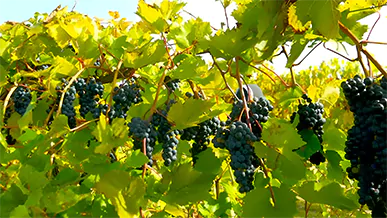 A cluster of ripe grapes hanging on a vine, ready to be harvested.